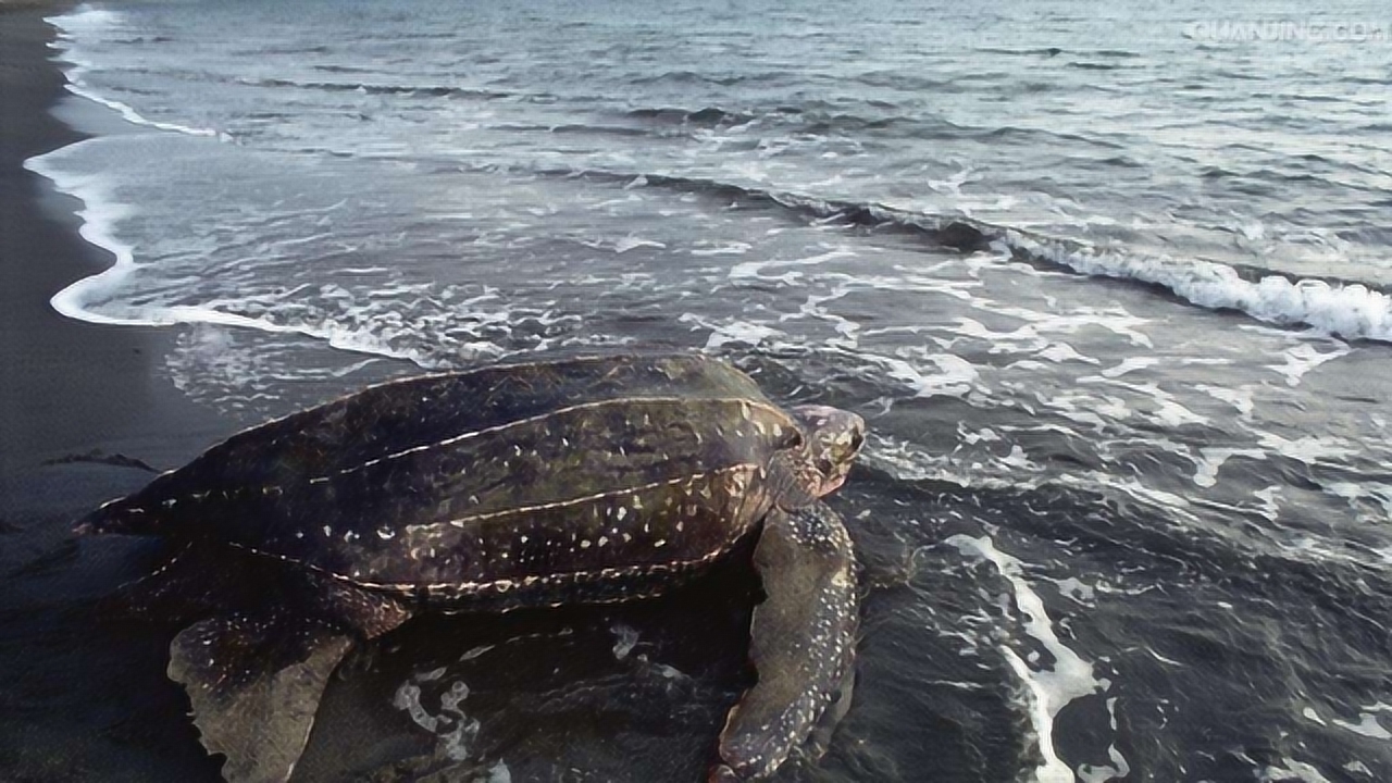 最大的海龟：世界上最大的乌龟排名
