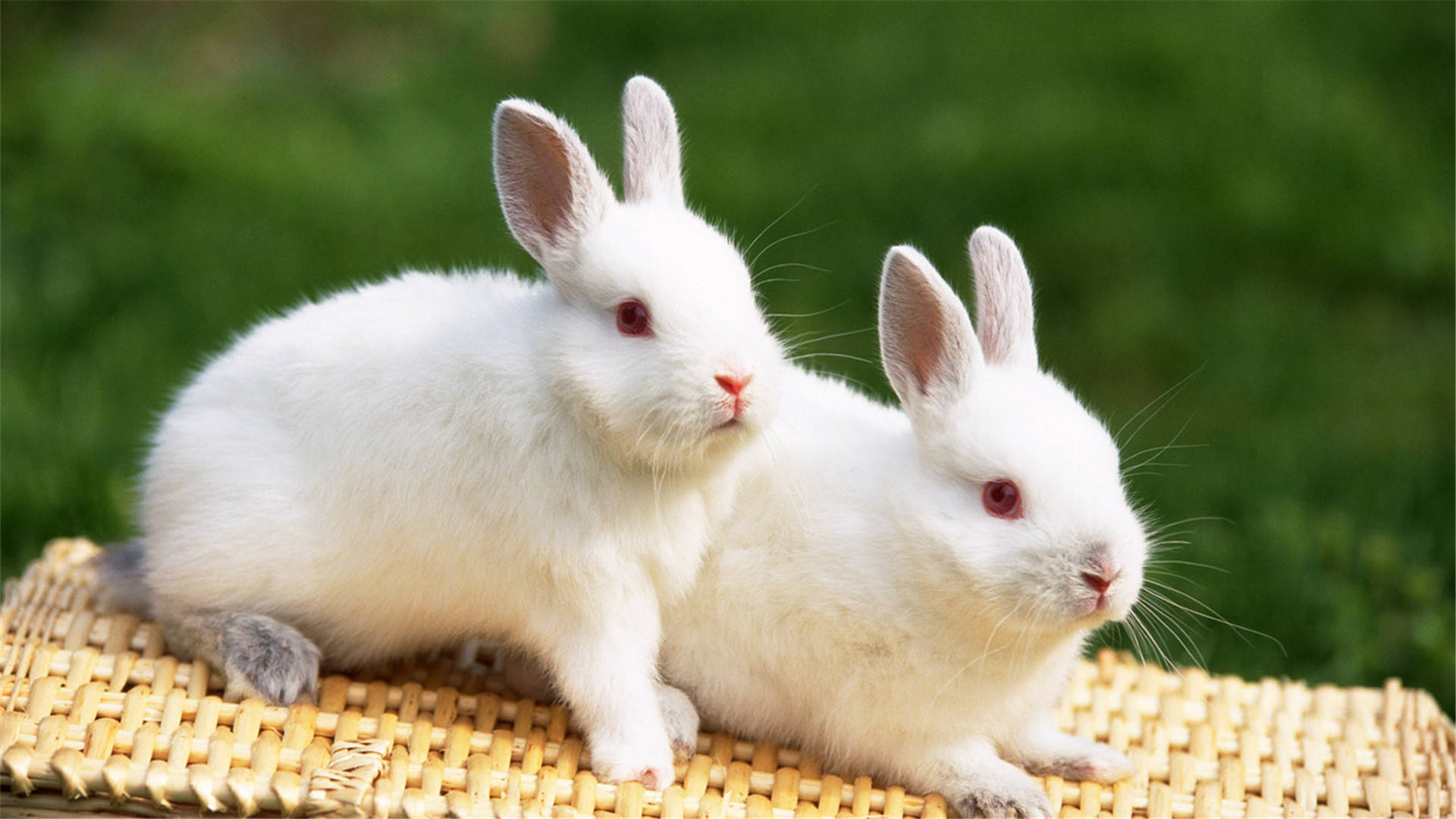 兔今年多大 属兔的今年多大