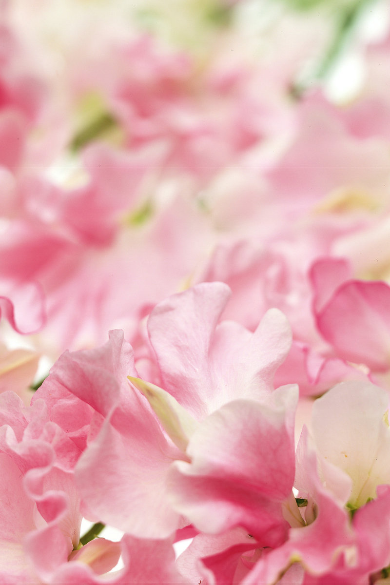 日本妖妇色诱宅男意念杀人案 日本妖妇色诱宅男意念杀人案