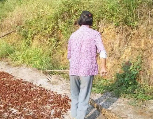 海南外语职业学院 海南外语职业学院的学费